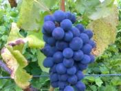 Sadzonki winorośli- winogrona, winnica 