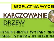 Usuwanie korzeni, cennik , tel. 504-746-203. Wrocław. Pni,drzewa