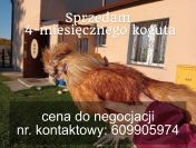 Kogut 4-miesięczny na sprzedaż, Wałbrzych