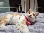 Pełen pozytywnej energii, towarzyski kocurek Rudek do adopcji!