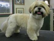 Strzyżenie psów z dojazdem Wrocław