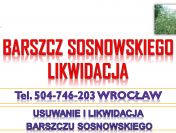 Usuwanie barszczu Sosnowskiego, cena, tel. 504-746-203, likwidacja