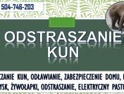Zabezpieczenie domu przed kuną, Wrocław, tel. 504-746-203. Odławianie kun