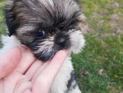 Shih tzu