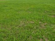Działka Budowlana (400 m2) okolica Samotworu MEDIA (Gałów)