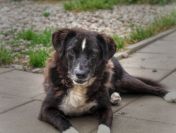 Wania - uratowany przed wojną psiak szuka domu!