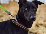 Megan - pies ideał szuka kochającego domu!