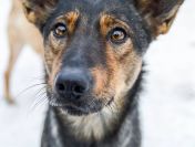 Gaza - delikatna, niekonfliktowa sunia szuka domu!