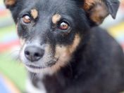 Niewielka Natka, niekonfliktowa sunia PILNIE szuka domu!