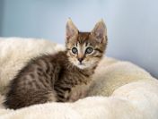 Bigos i Kliper, słodkie kociaki do adopcji!