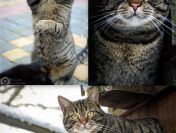 Ramzes - dorodny, spokojny kocur szuka domu!