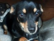 Brawurka - 5 miesięczna nakolankowa kruszynka