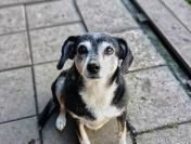 Kropka - niekonfliktowa, spokojna, zrównoważona sunia!