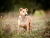 Snikers - spokojny, delikatny indywidualista