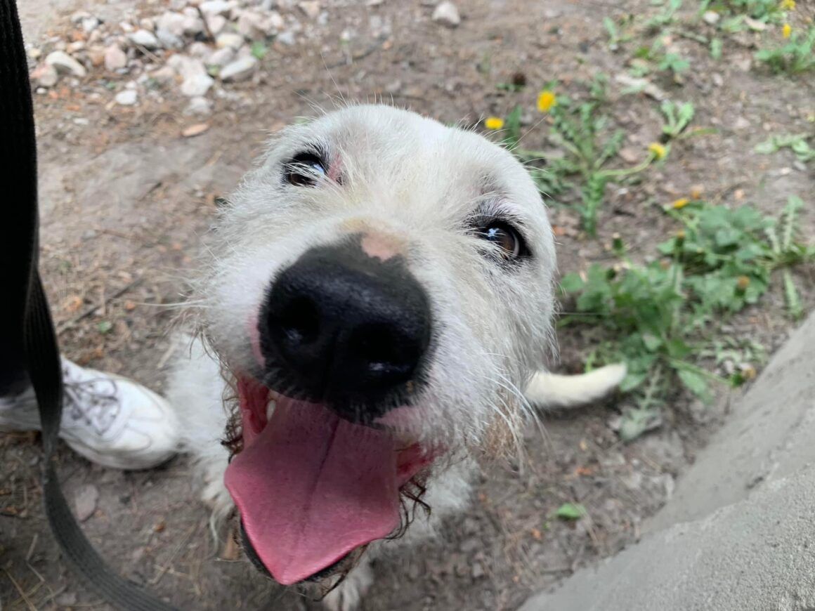 Nero - wyjątkowy pies szuka kochającego domu!  - Zdjęcie 1