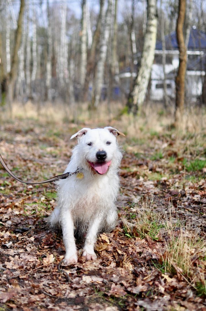 Nero - wyjątkowy pies szuka kochającego domu!  - Obraz nr 5