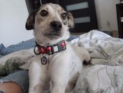 ZAGINĄŁ BIAŁY PIES W ŁATKI, ŚREDNIEJ WIELKOŚCI