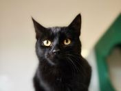 6 miesięczny towarzyski kociak Gizmo szuka domu!