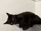 Kusy - najsmutniejsze kocię w schronisku!