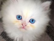 Prosimy, pomóż kotom w azylu!