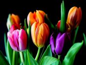 Praca przy kwiatach w HOLANDII Wyjazd na ok. 2 tygodnie! Cena: Brak