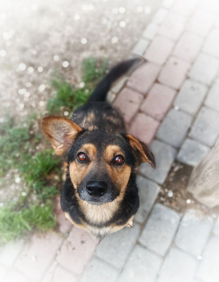 Baloo - niskopodłogowy wesołek szuka domu!  - Zdjęcie 1