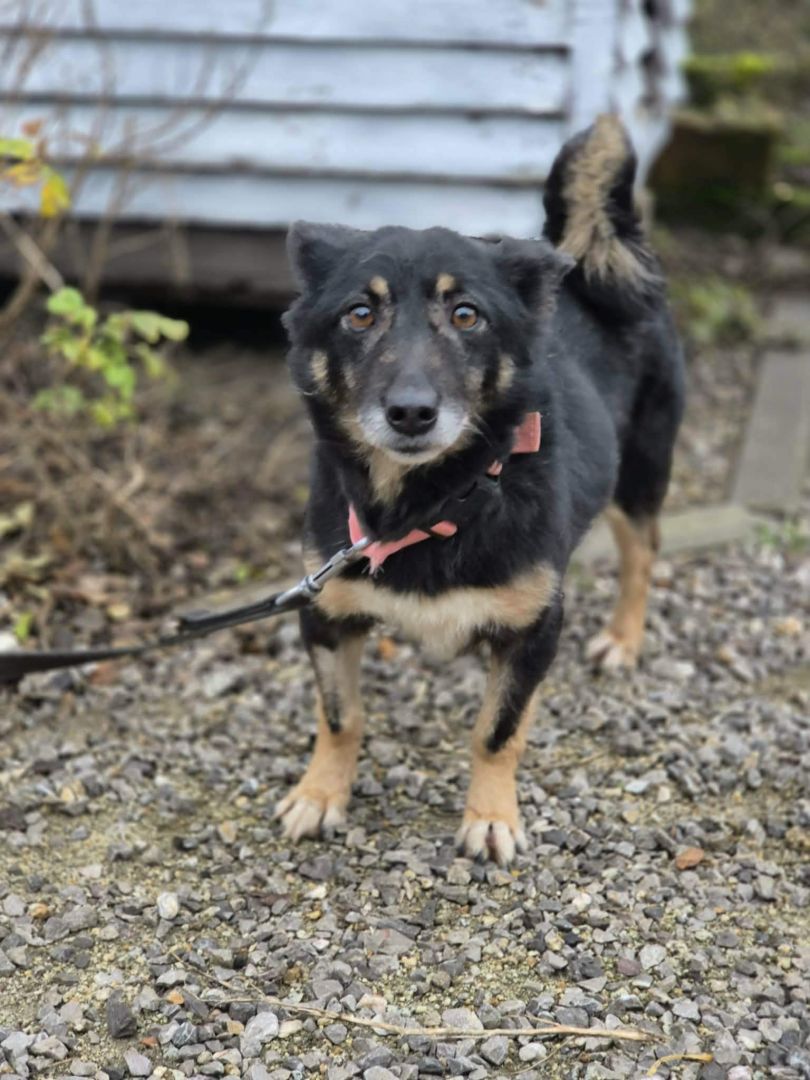 Józia - nakolankowa, wesoła sunia szuka domu!  - Zdjęcie 1