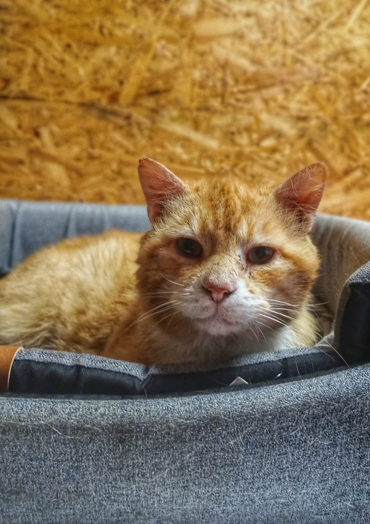 Garfield - rozmruczany przytulas szuka domu!  - Zdjęcie 1