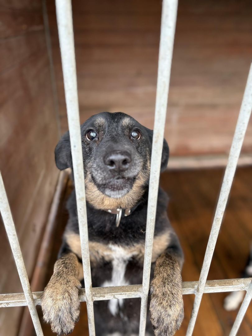 Fantastyczny Red szuka domu!  - Zdjęcie 1