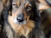 Wyjątkowy Robin szuka wyjątkowego domu