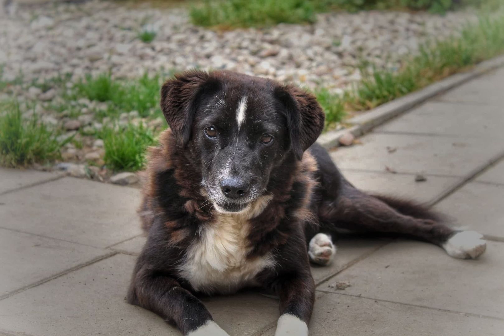 Wania - kochany psiak szuka domu!  - Zdjęcie 1