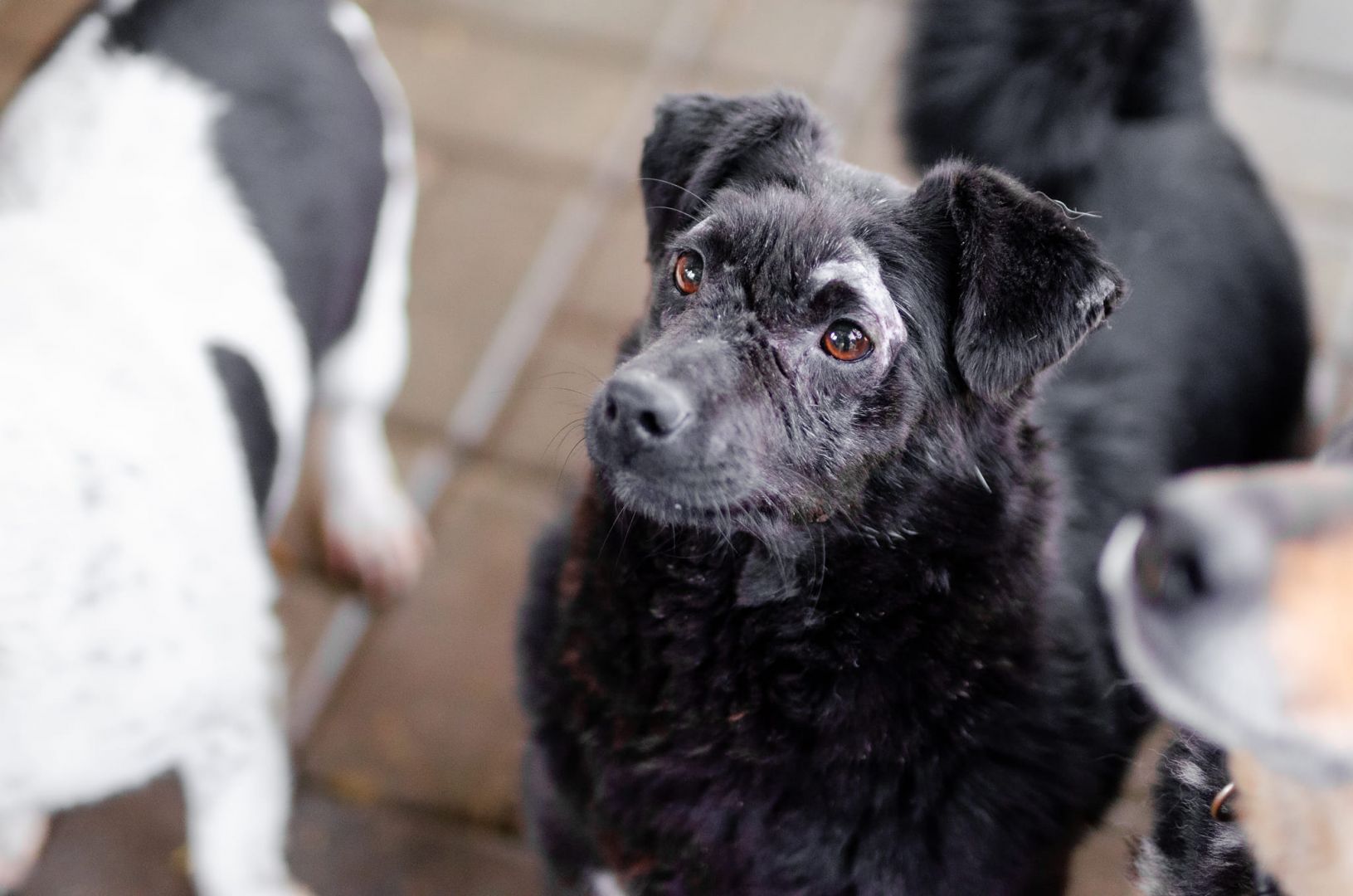 Wyjątkowy Teoś szuka domu!  - Zdjęcie 1