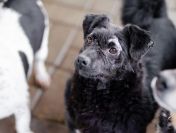 Wyjątkowy Teoś szuka domu!