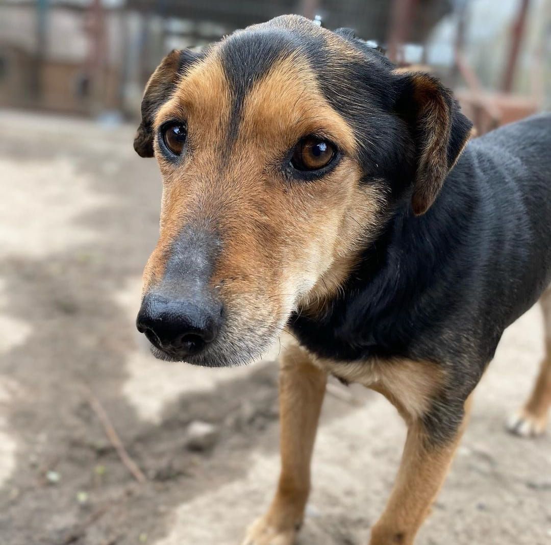 Tedzia - wesoła, niskopodwoziowa sunia!  - Zdjęcie 1