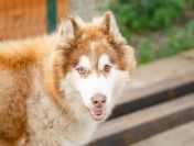 Drako - piękny malamut z wielką osobowością