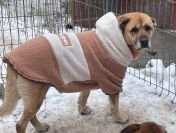 Cudowna Suzi szuka domu!