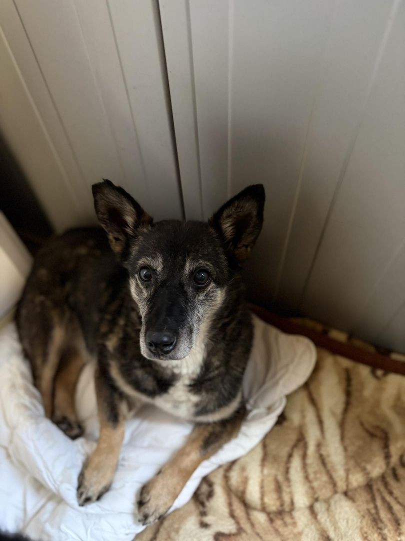 Cudowna Fibi, delikatna sunia BŁAGA o dom!  - Zdjęcie 1