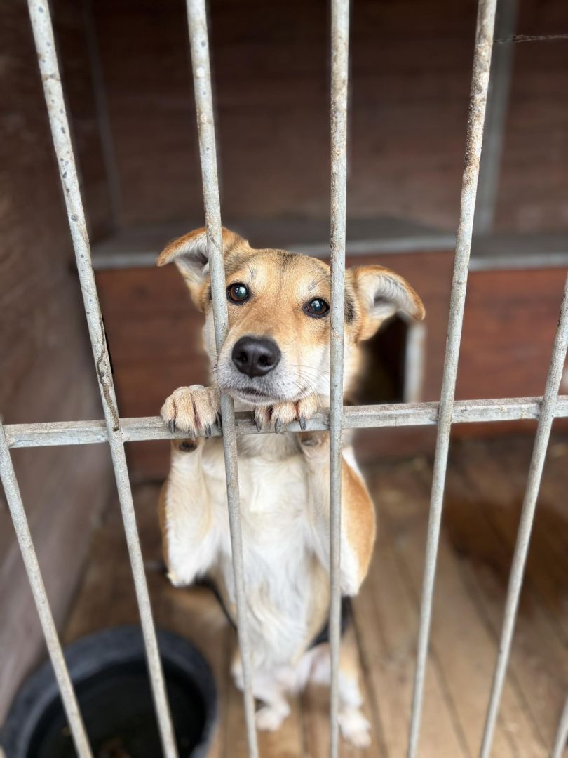 Kamel - delikatny, wesoły psiak szuka domu!  - Zdjęcie 1