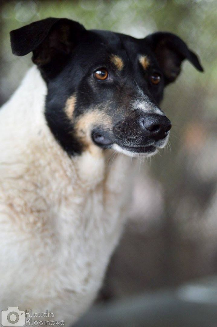 Cola - fantastyczna suczka szuka domu!  - Zdjęcie 1