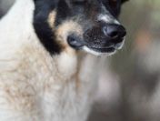 Cola - fantastyczna suczka szuka domu!