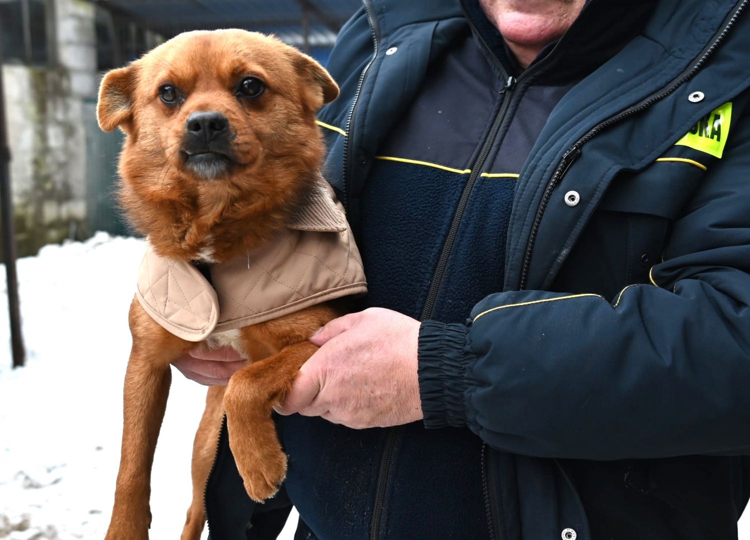 Słodki Ząbek szuka domu, za kilka dni grozi mu schronisko Pułtusk - Zdjęcie 1