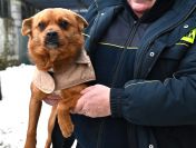 Słodki Ząbek szuka domu, za kilka dni grozi mu schronisko