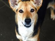 Niewielka Zuzia, młoda i wesoła sunia do pokochania