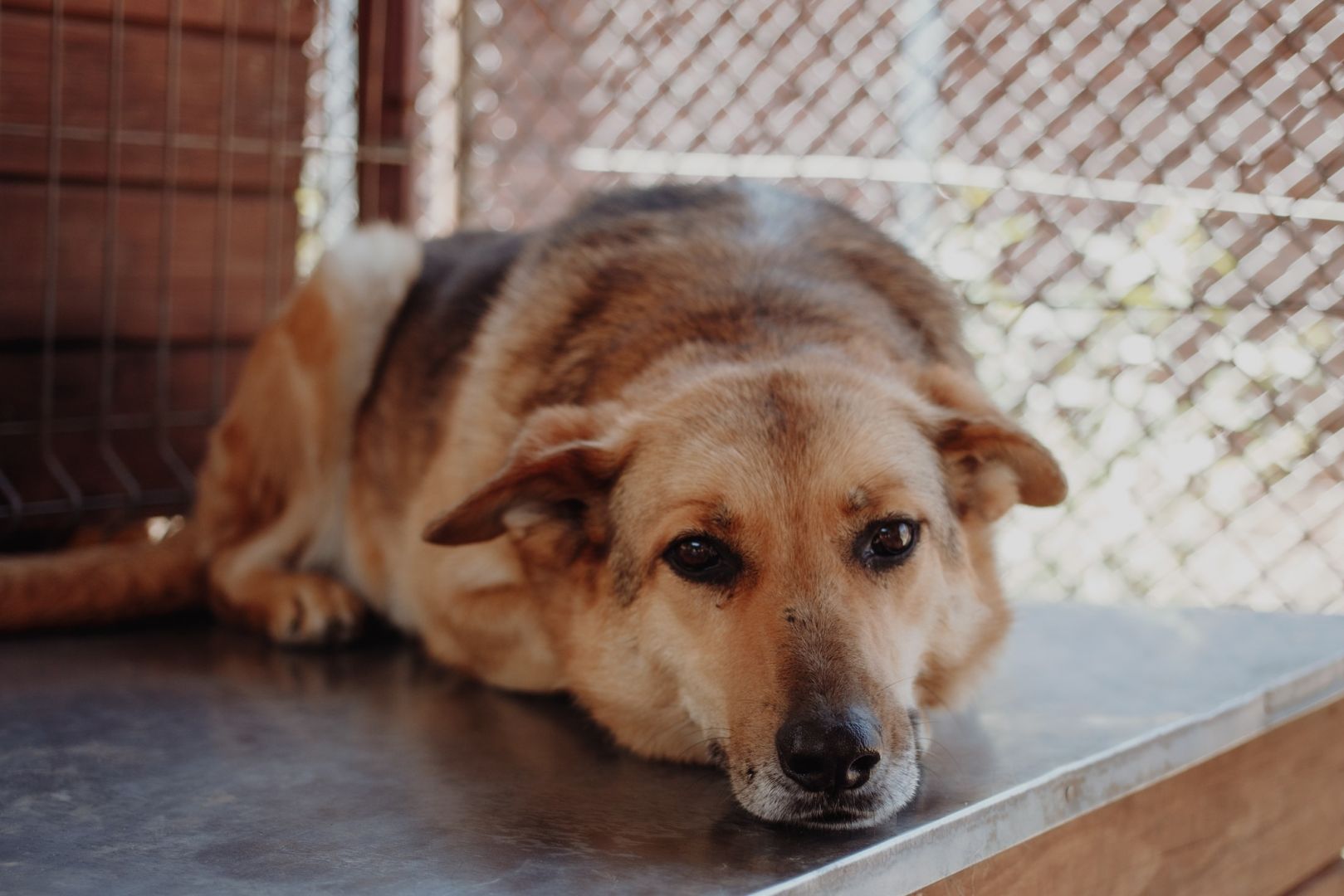 Linda - delikatna dusza szuka swojego człowieka!  - Zdjęcie 1