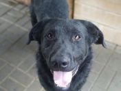 Pluto - świetny pies w typie labka szuka domu!