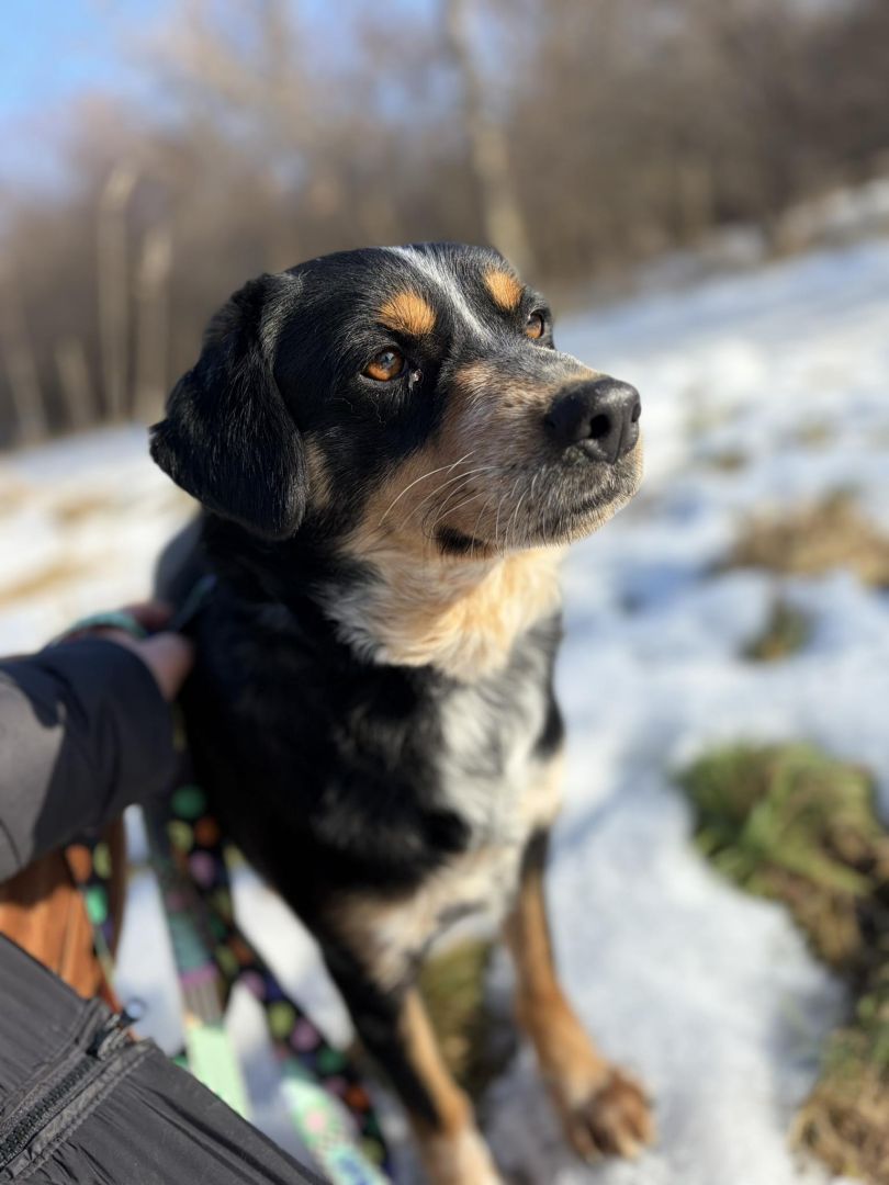 Solo - niekonfliktowy, wychowany psiak marzy o domu!  - Zdjęcie 1