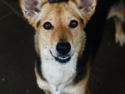 Zuzia - niewielka, delikatna sunia szuka domu!