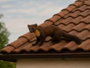 Sprzątanie po kunach, dezynfekcja, tel. 504-746-203, Wrocław, cennik