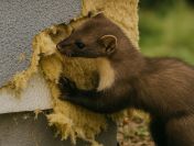 Usługi dezynfekcji po kunach, tel. 504-746-203, Wrocław, cennik