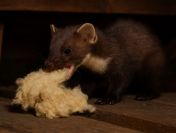 Czyszczenie strychu, poddasza po kunach, tel. 504-746-203, cennik, Wrocław